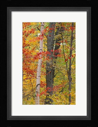 Framed Fall in a Mixed Deciduous Forest in Litchfield Hills, Kent, Connecticut Print