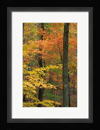 Framed Oak-Hickory Forest in Litchfield Hills, Connecticut Print