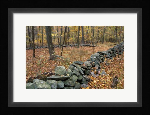 Framed Oak-Hickory Forest in Litchfield Hills, Kent, Connecticut Print