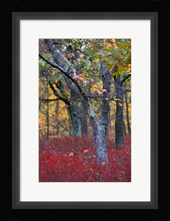 Framed Blueberries in Oak-Hickory Forest in Litchfield Hills, Kent, Connecticut Print