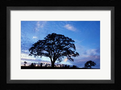 Framed Oak Trees at Sunset on Twin Oaks Farm, Connecticut Print