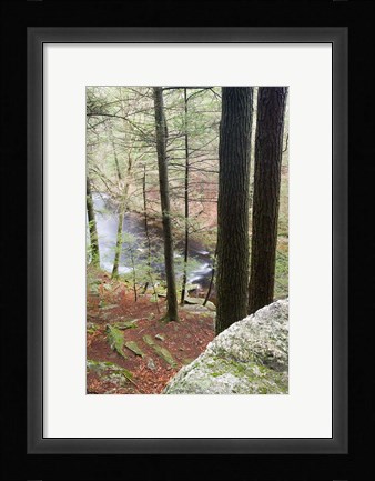Framed Forest of Eastern Hemlock Trees in East Haddam, Connecticut Print
