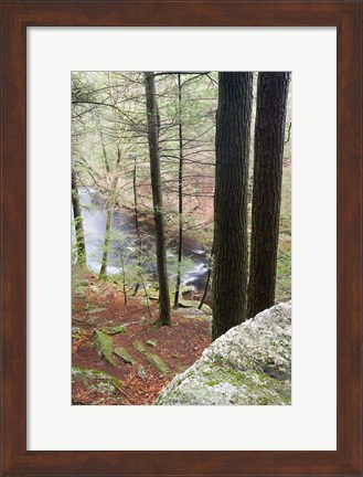 Framed Forest of Eastern Hemlock Trees in East Haddam, Connecticut Print