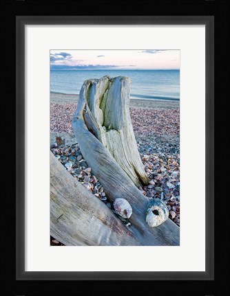 Framed Driftwood on the shell-covered Long Beach in Stratford, Connecticut Print