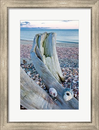 Framed Driftwood on the shell-covered Long Beach in Stratford, Connecticut Print