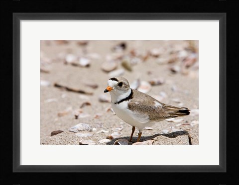 Framed Piping plover, Long Beach in Stratford, Connecticut Print