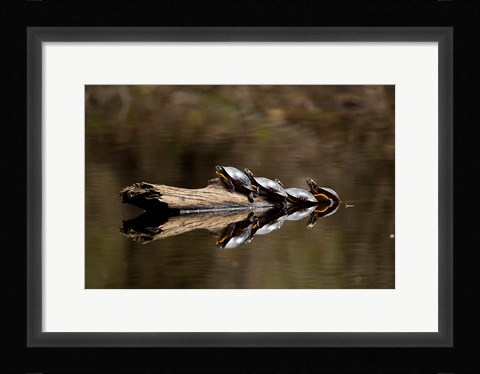 Framed Eastern Painted turtles, Farmington River, Tariffville, Connecticut Print