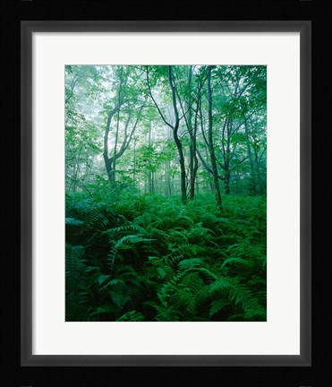Framed Forest Ferns in Misty Morning, Church Farm, Connecticut Print
