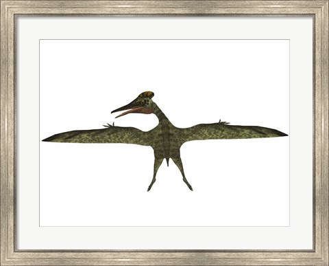 Framed Flying Pterodactylus Print