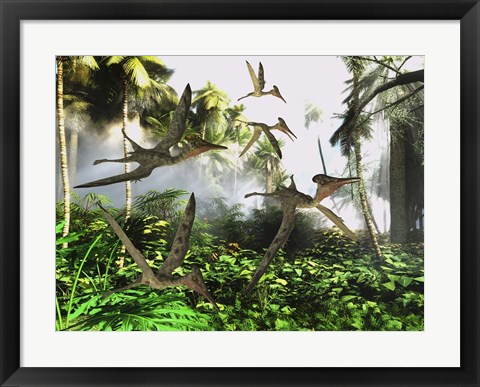 Framed flock of Pterodactylus reptiles fly over the jungle searching for their next meal Print