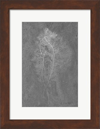 Framed Fern Algae Silver on Black Print