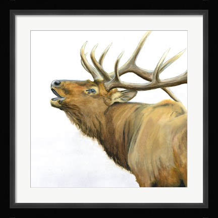 Framed Majestic Elk Brown Crop Print