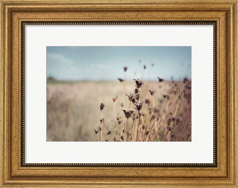 Framed Falling Queen Annes Lace I Crop Print