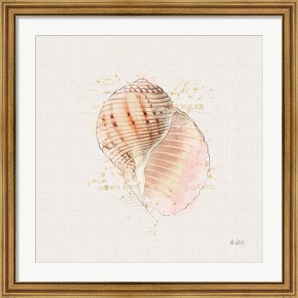 Framed Shell Collector V Print