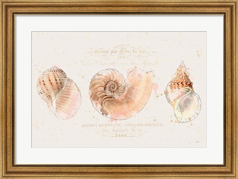 Framed Shell Collector I Print