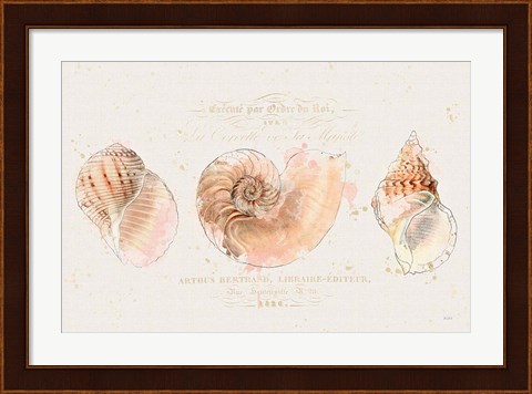Framed Shell Collector I Print