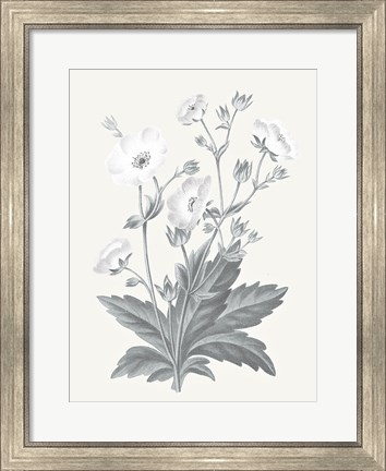 Framed Neutral Botanical VI Print