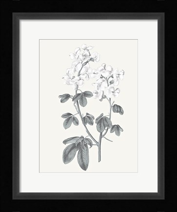 Framed Neutral Botanical III Print