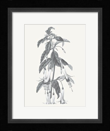 Framed Neutral Botanical I Print