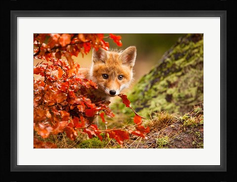 Framed Fox Print