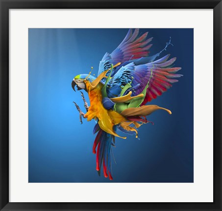 Framed Flying Colours Print