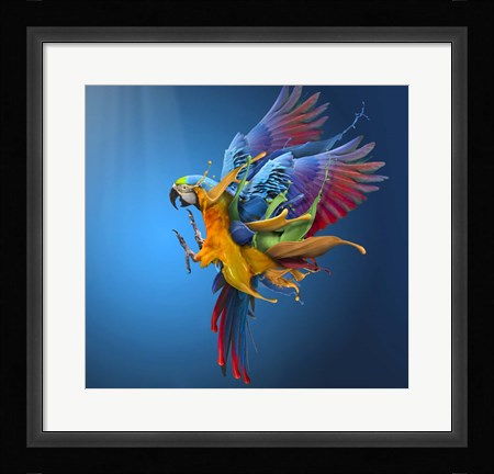 Framed Flying Colours Print