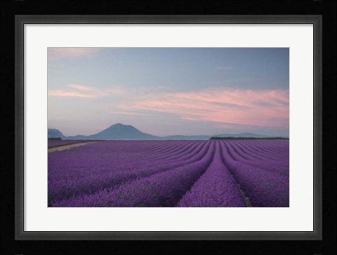 Framed Lavender Field Print
