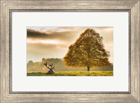 Framed Antlers Print