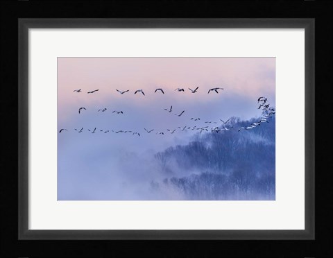 Framed Snow Geese Print