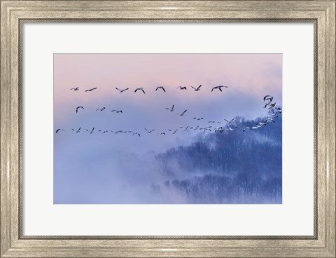 Framed Snow Geese Print