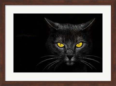 Framed Black Cat Print