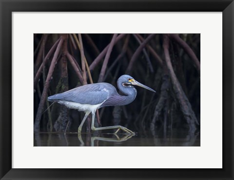 Framed Stalking in The Mangroves Print