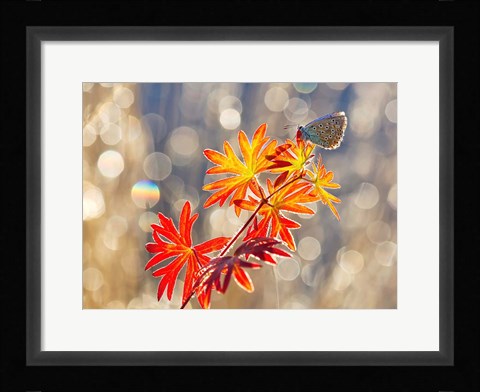 Framed September Moments Print