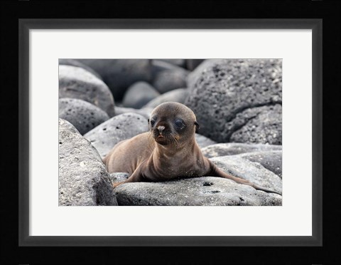 Framed Galapagos Sea Lion Pup Print