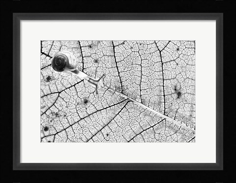 Framed Transparences Print