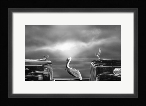 Framed Contemplating the Pelican Print
