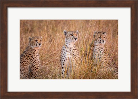 Framed Cheetah Alpine Glow Print