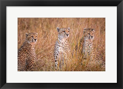Framed Cheetah Alpine Glow Print