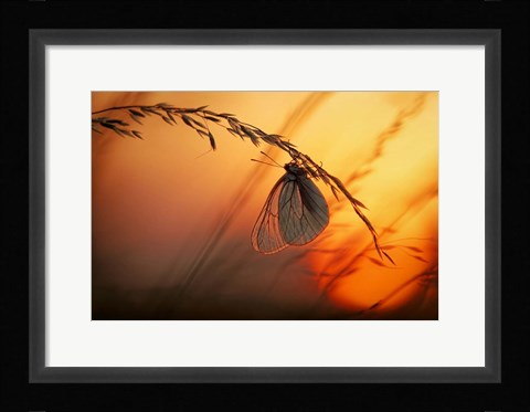 Framed Good Night Print