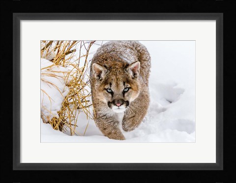 Framed Sneaky Cougar Print