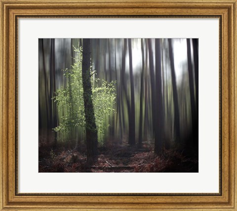 Framed Spring Forest Print