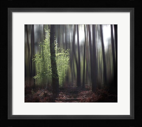 Framed Spring Forest Print