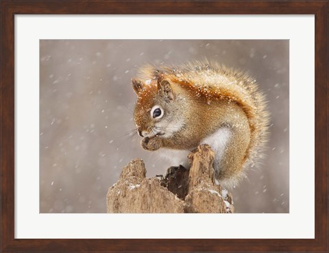 Framed Squirrel in a Snow Storm Print
