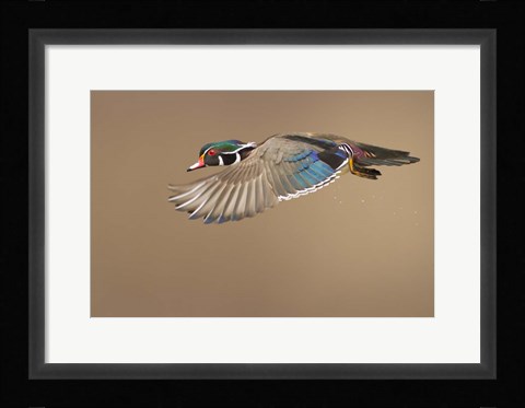Framed Wood Duck Print