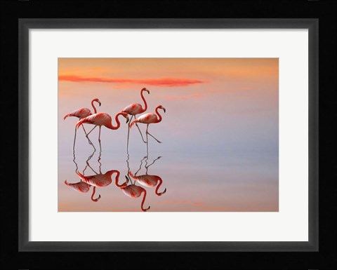 Framed Flamingos Family Print