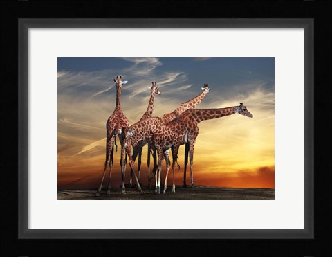 Framed Giraffes Print