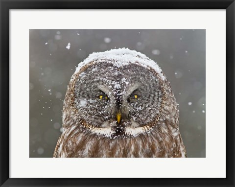 Framed Great Grey Owl Winter Portrait Print