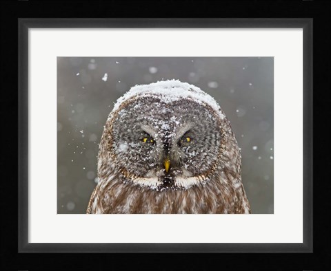 Framed Great Grey Owl Winter Portrait Print