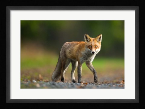 Framed Red Fox Print