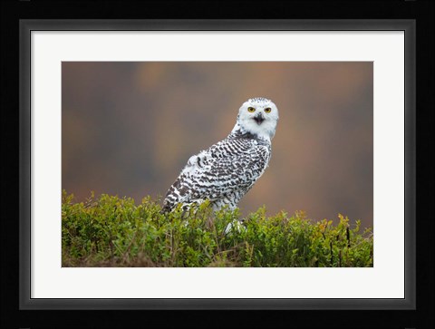 Framed Snowy Owl Print